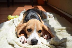 Hermosos Cachorros Beagles Tricolor * RAZA PURA *