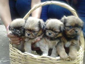 PEKINES CACHORRITOS LINDOS