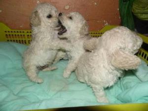 POODLE HERMOSOS TOY