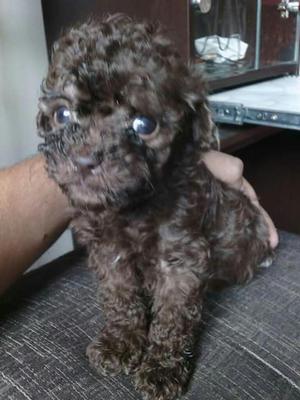 Perritos Poodle Toy Originales