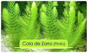 Plantas acuáticas: Cola de Zorro, Elodea, Hygrophila