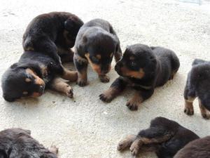 ROTTWEILER ROBUSTOS Y DE LINEA