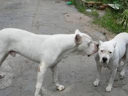 SERVICIO DE MONTA DOGO ARGENTINO