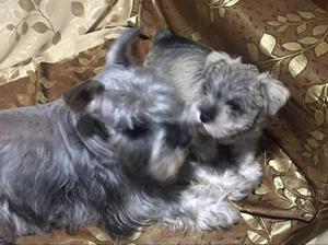 Schnauzer plata Cachorra