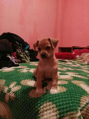 Vendo Chihuahua por Motivo de Viaje