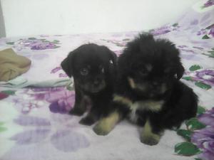 Vendo Parejita Cachorros Pekines