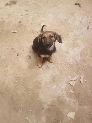 Vendo Perrita Pastor Velga 4 Meses