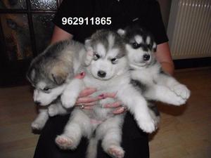 cachorros alaska malamute en venta