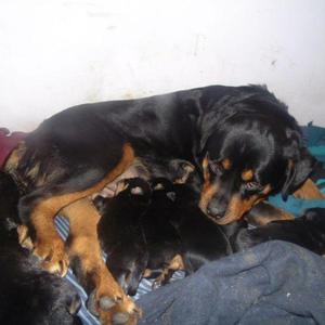 cachorros rottweiler