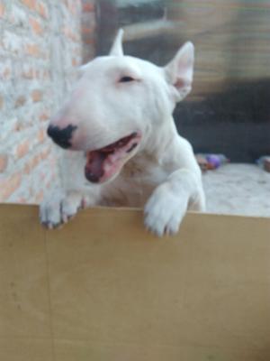 Bull Terrier 5 Meses Macho Blanco Puro
