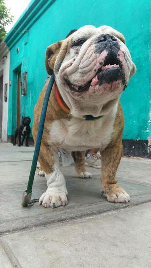 Cachorritas Bulldog