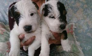 Cachorros Fox Terrier