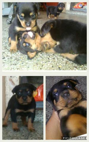 Cachorros rottweiler