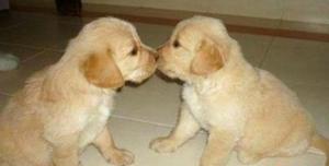 Golden Retriver Lo Maximo en Cachorros