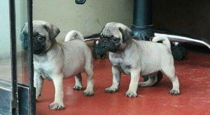 Lindos Pugcitos