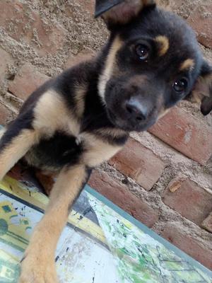 Perrito en Adopción