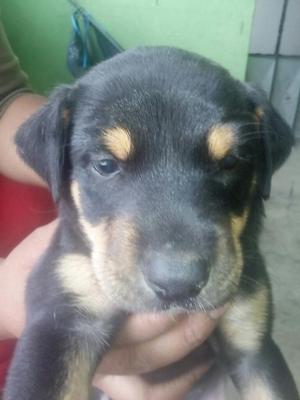 Rotweilers en Venta