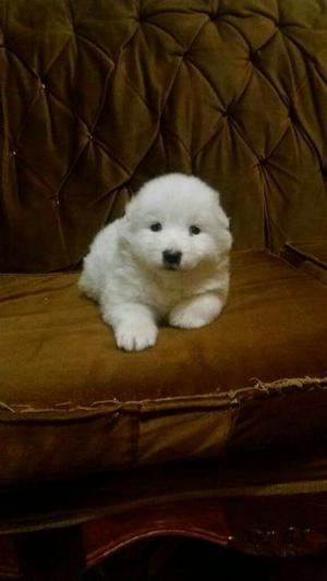 Samoyedo Hermosos Ositos Blancos