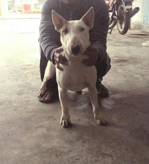 Servicio de Monta Bull Terrier