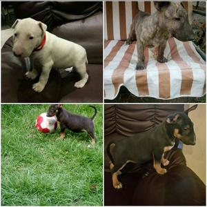 Vendo Cachorros Bullterrier