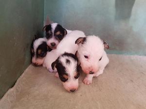 Vendo Hermosos Perritos Fox Terrier