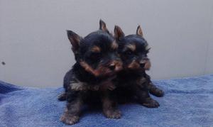 Yorkshire Terrier