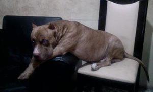 american bully fusion