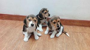 beagles cachorros