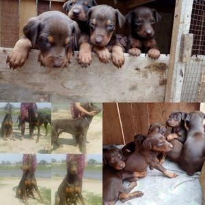 venta Doberman