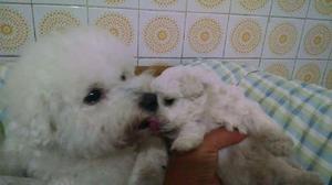 venta de bichon frise