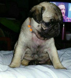 Pug Carlino