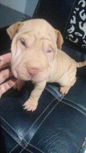 Sharpei Machos