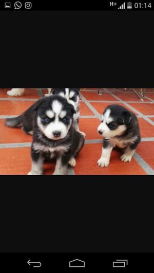 Alaska Malamute