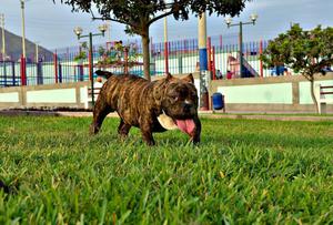 American Bully Disponibles
