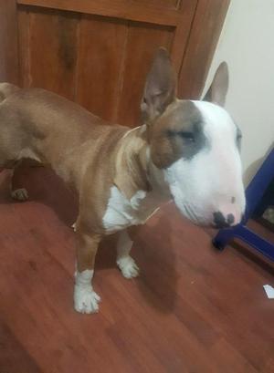 Bull terrier con pedigri 7 meses