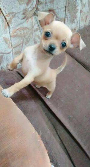 Cachorra Chihuahua