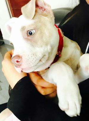 Cachorra Pitbull con Vacunas Completas