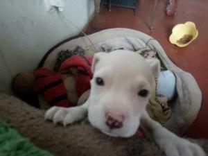 Cachorra Pitbull en Venta