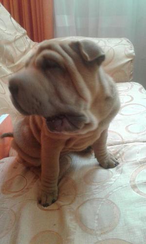 Cachorra Sharpei