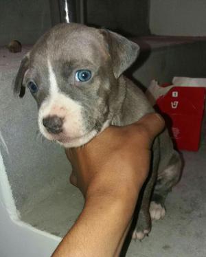 Cachorros Bully X Blue Disponibles