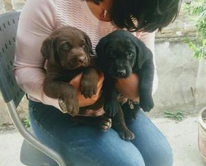 Cachorros Labrador Chocolate Y Negro