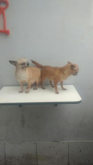 Chihuahuas Adultas con Pedigree