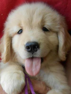 Golden Retrivert