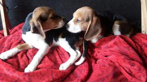 Hermosas Beagles