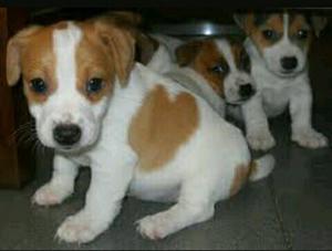 Jack Russell