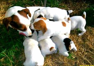 Jack Russell《criadero La Molina》