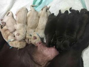 Labrador Cachorritos