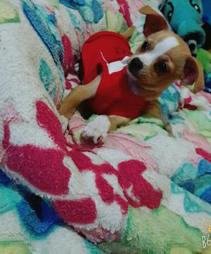 Se Vend Lind Chihuahua Urgente X Viaje
