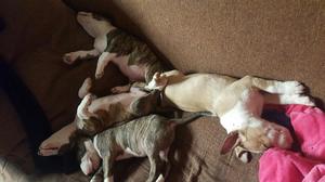 Se Venden Crias Bull Terrier