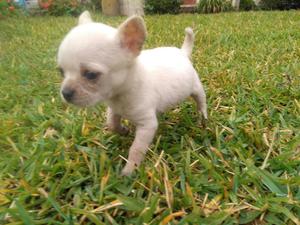 Vendo Chihuahua Toy Blanco
